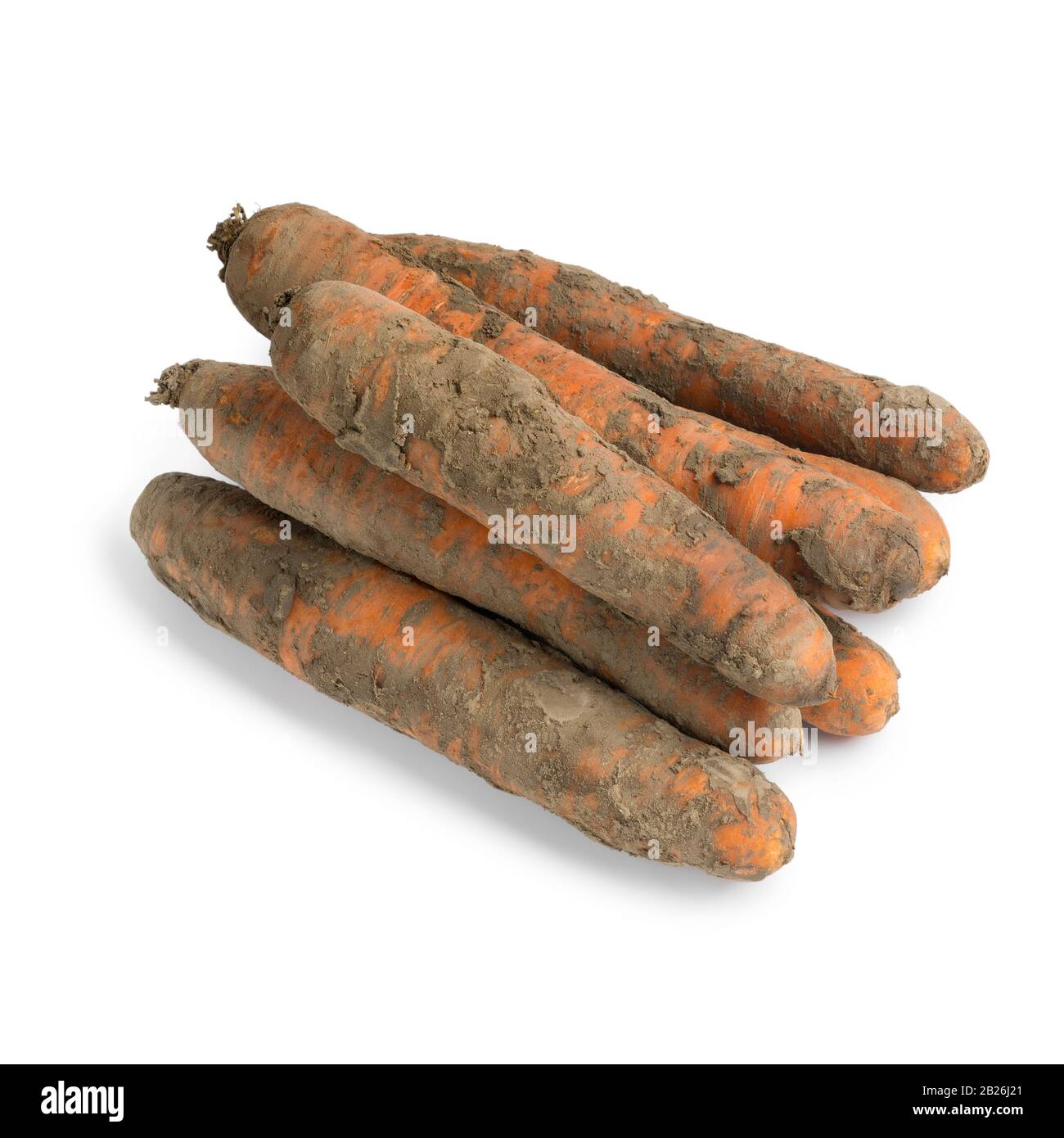 Fresh picked homegrown winter carrots covered with soil isolated on white background Stock Photo