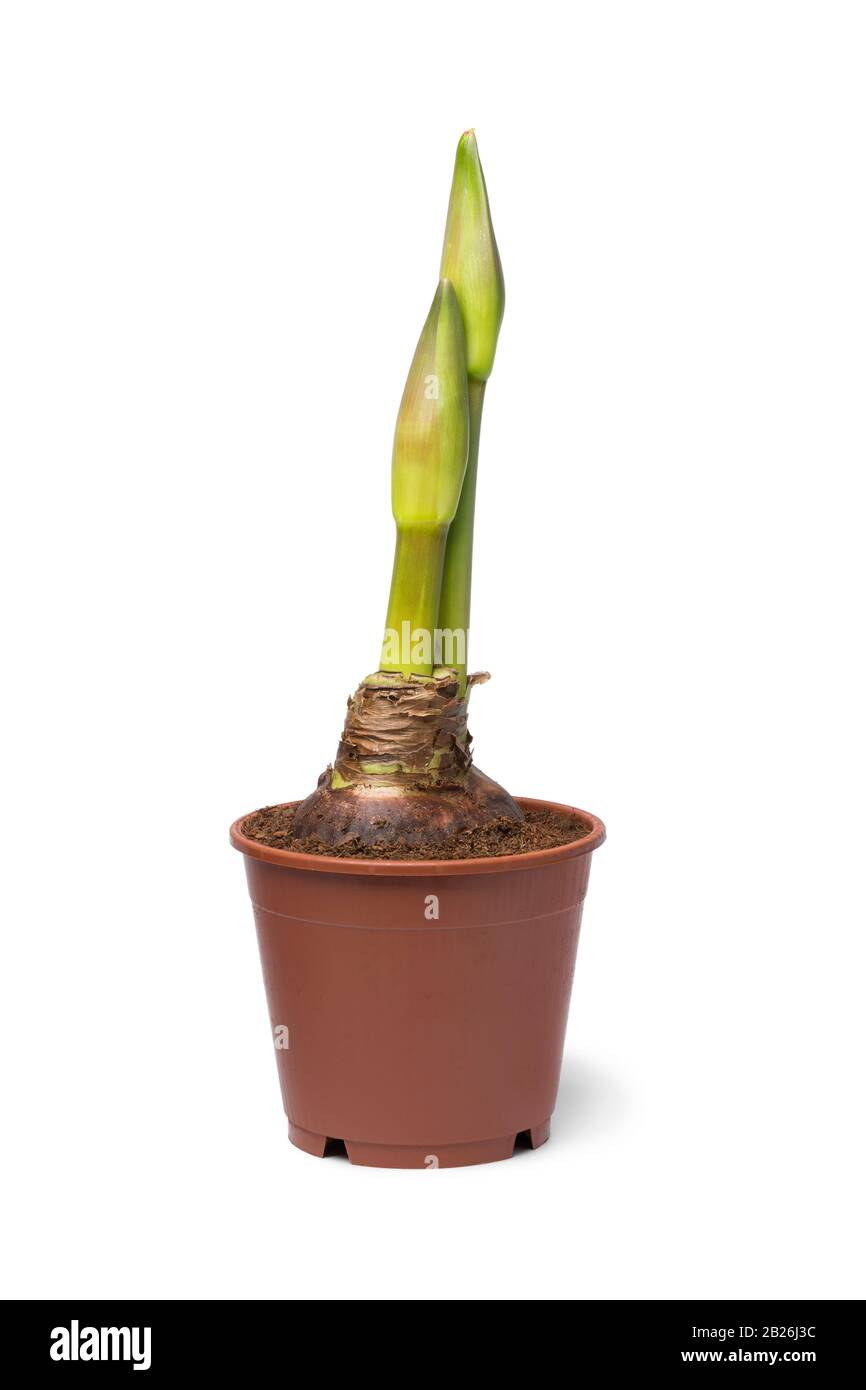 Amaryllis buds in a plastic plant pot isolated on white background Stock Photo