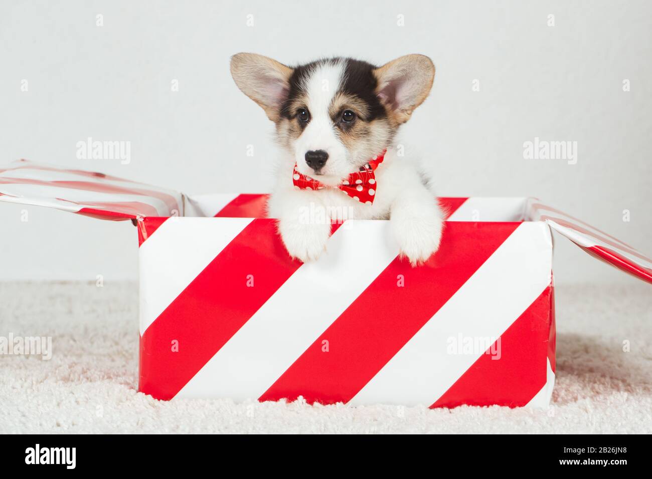 Corgi puppy with bow tie Stock Photo Alamy