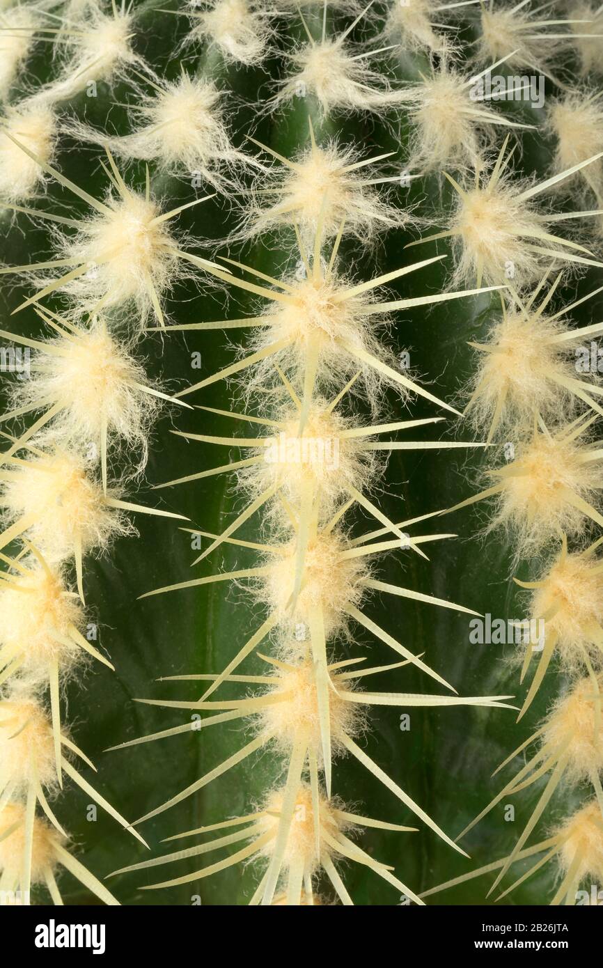 Cactus plant close up full frame Stock Photo