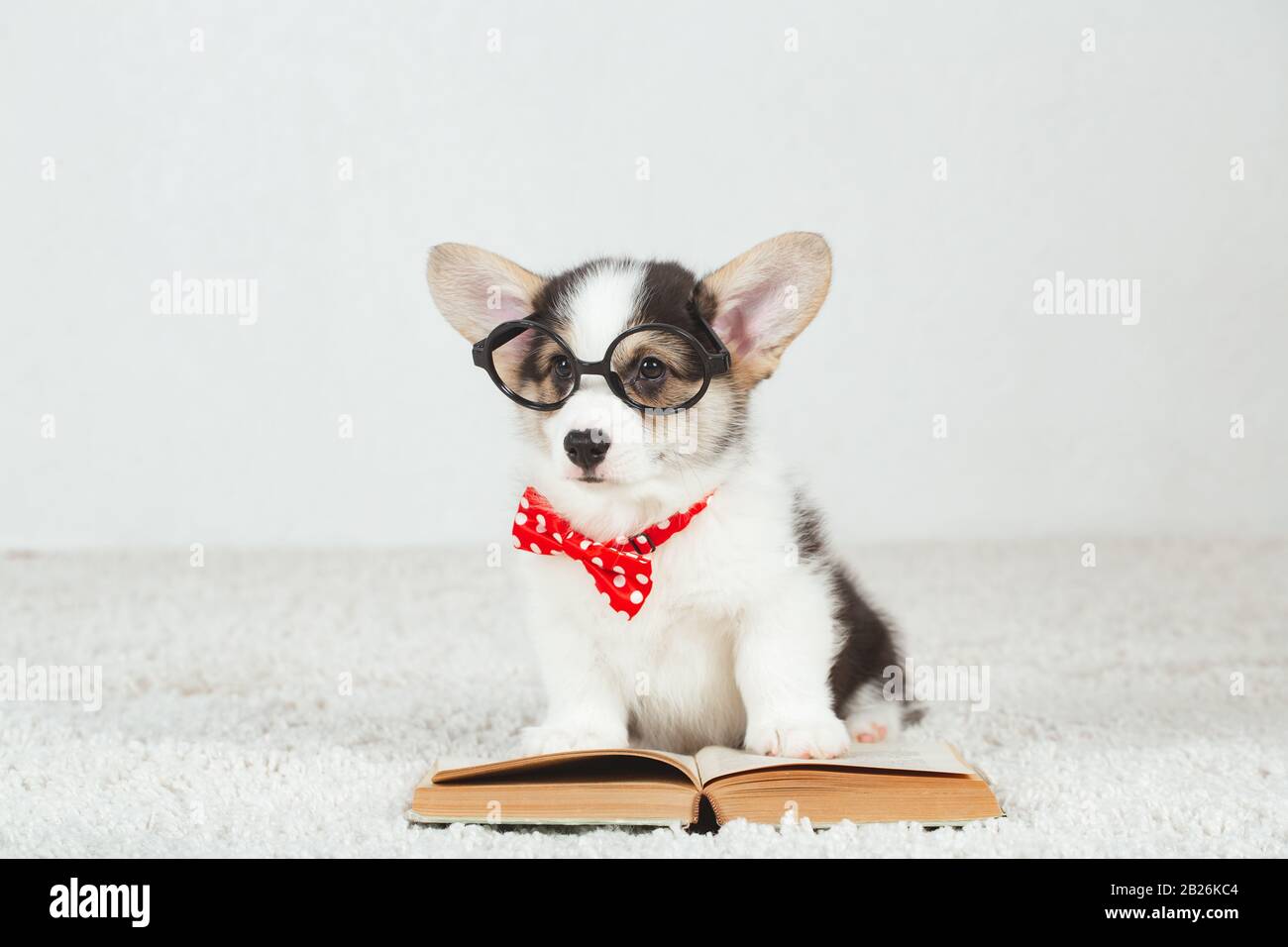 Corgi dog puppy with glasses Stock Photo