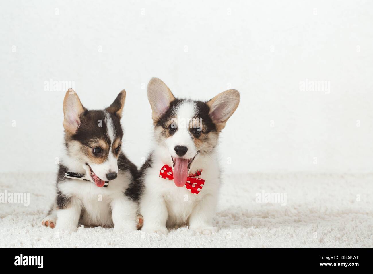 Corgi puppies with bow tie Stock Photo