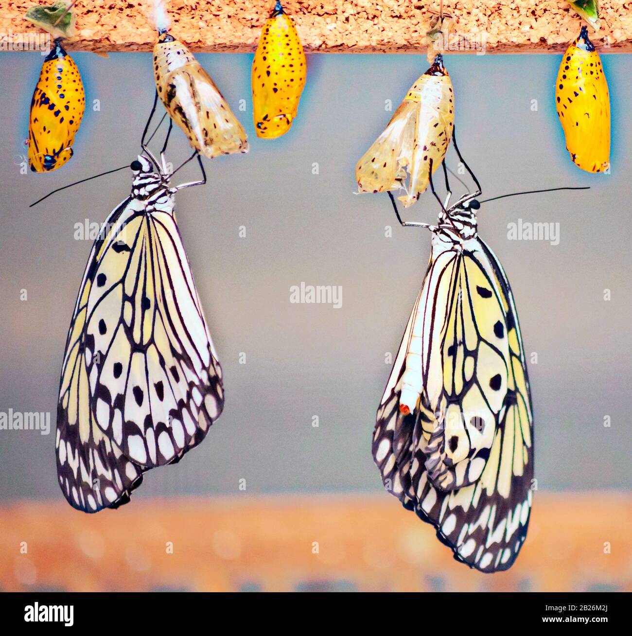 Butterflies surrounded by blurred background Stock Photo