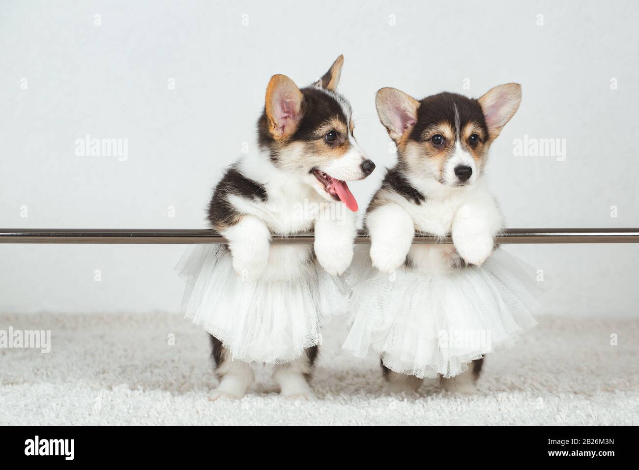Corgi puppies at the ballet dancer Stock Photo