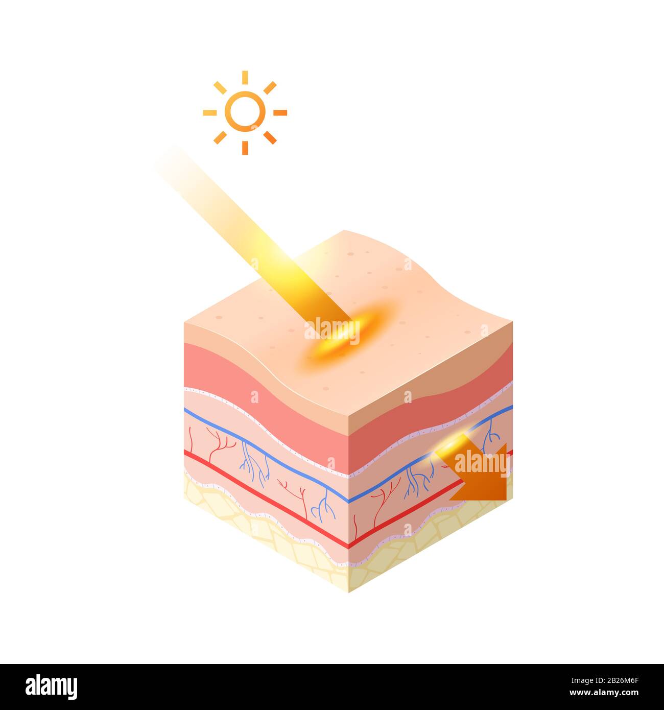 uv ray from sun penetrate into epidermis of skin cross-section of human skin layers structure skincare medical concept flat vector illustration Stock Vector