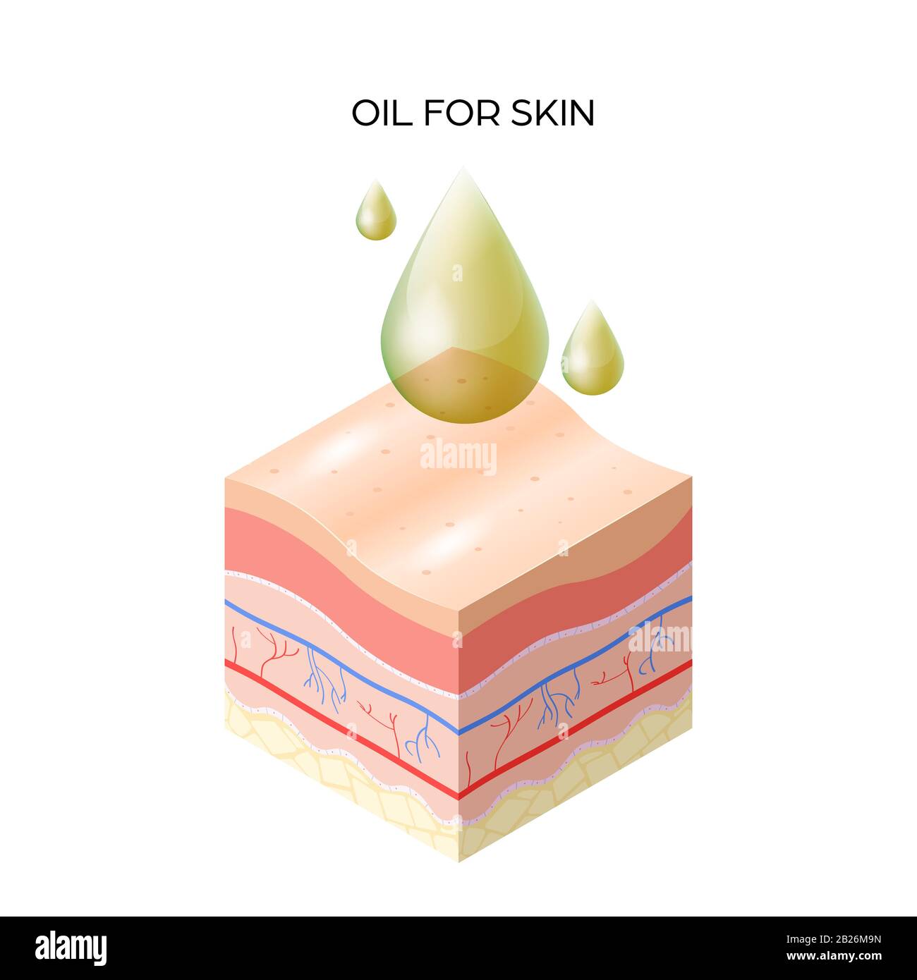 oil for skin cross-section of human skin layers structure skincare medical concept flat vector illustration Stock Vector