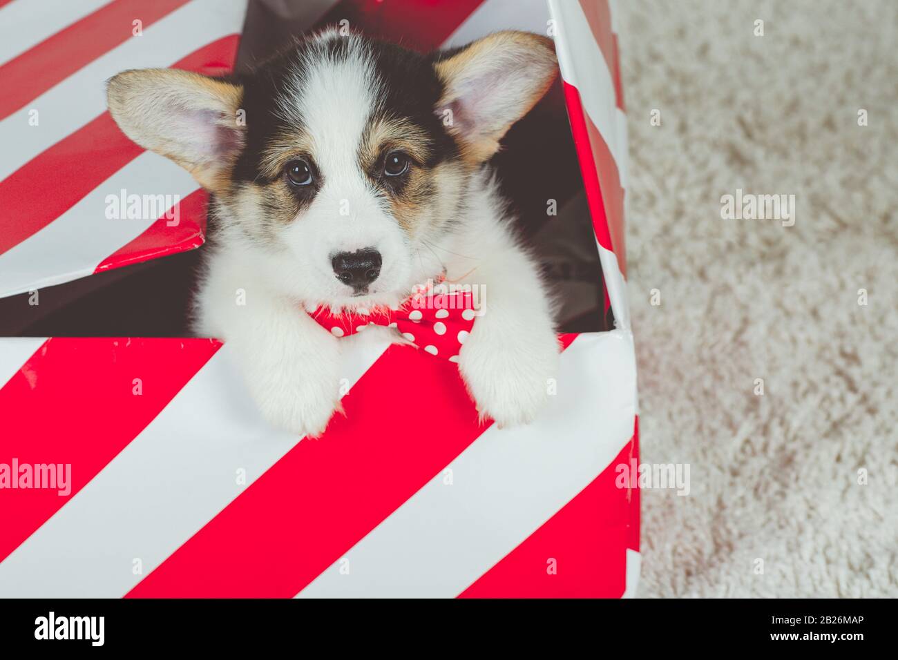 corgi with a bow tie