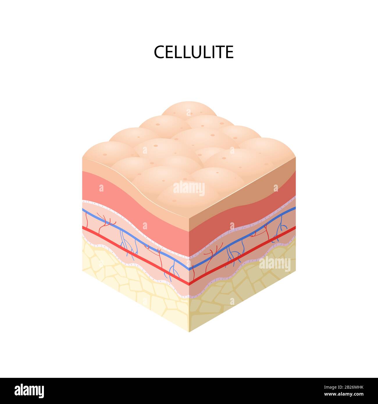 Cross Section Of Human Skin Layers Vector Image Stockunlimited Hot Sex Picture