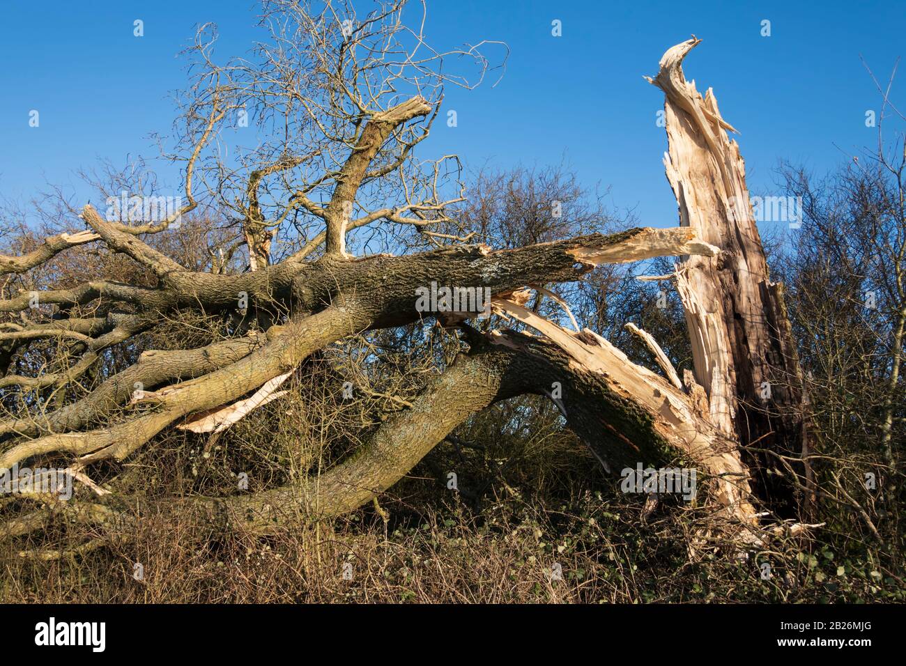 Fallen oak tree trunk with branches after Storm Dennis winds caused ...