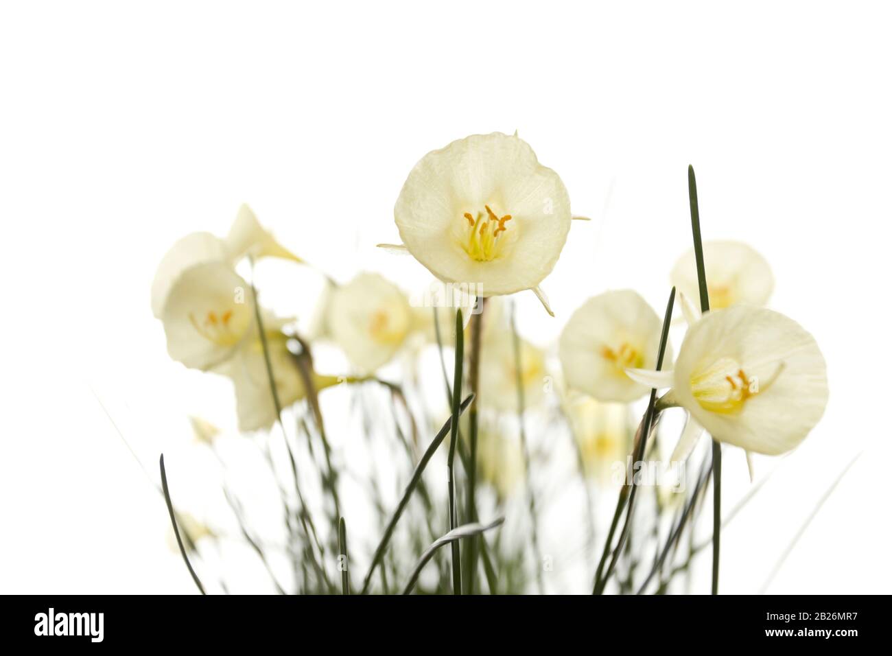 Arctic bell flowering daffodils on white background Stock Photo