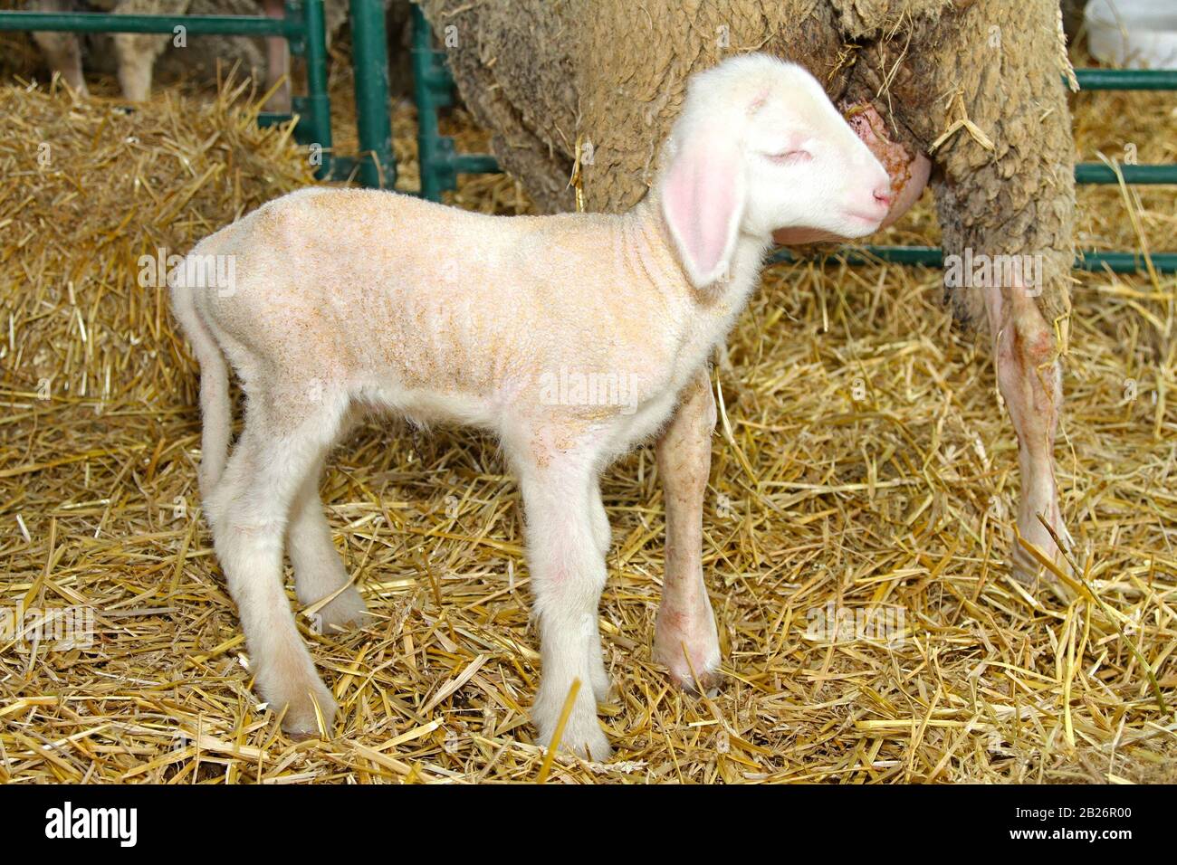 Sheep and small baby lamb in pen Stock Photo - Alamy
