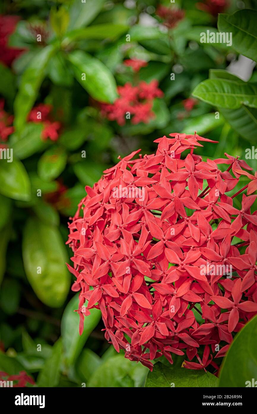 Natural red flowers from Hua Hin in Thailand. Stock Photo
