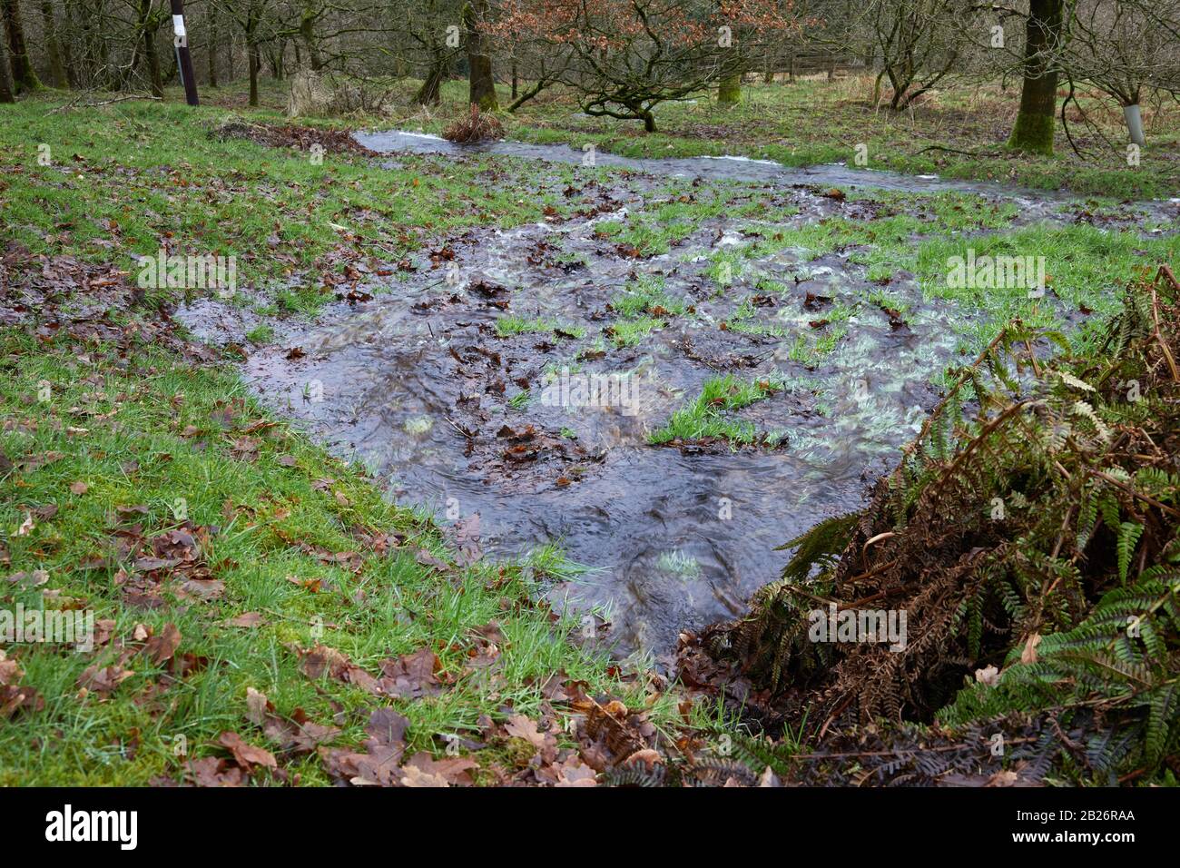 Bewerley, Harrogate, North Yorkshire, England, UK. 16/02/20. After the heavy and persistent rain from storm Dennis, long dormant springs begin to rise Stock Photo