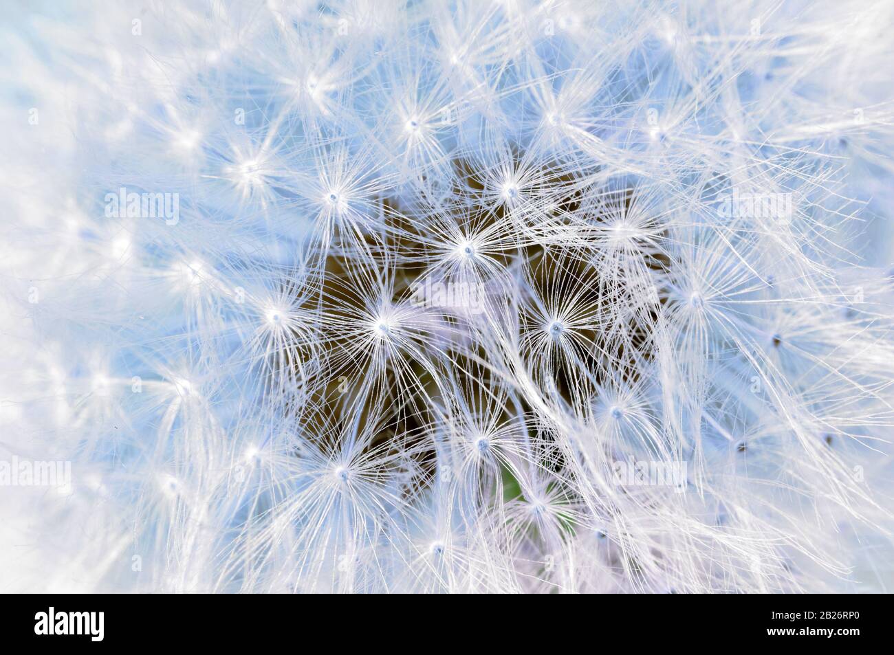Light texture of dandelion parachutes close-up. Stock Photo