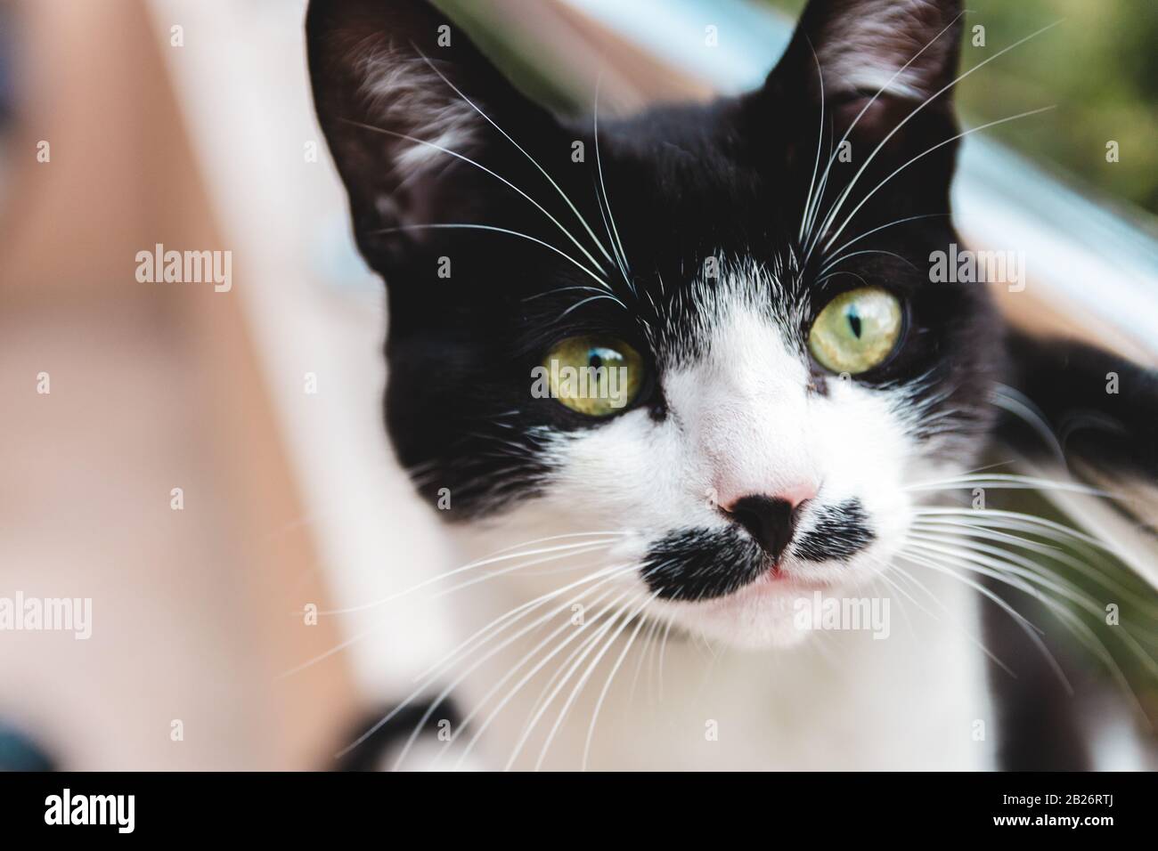 headshot of black and white cat with green eyes staring in the distance ...