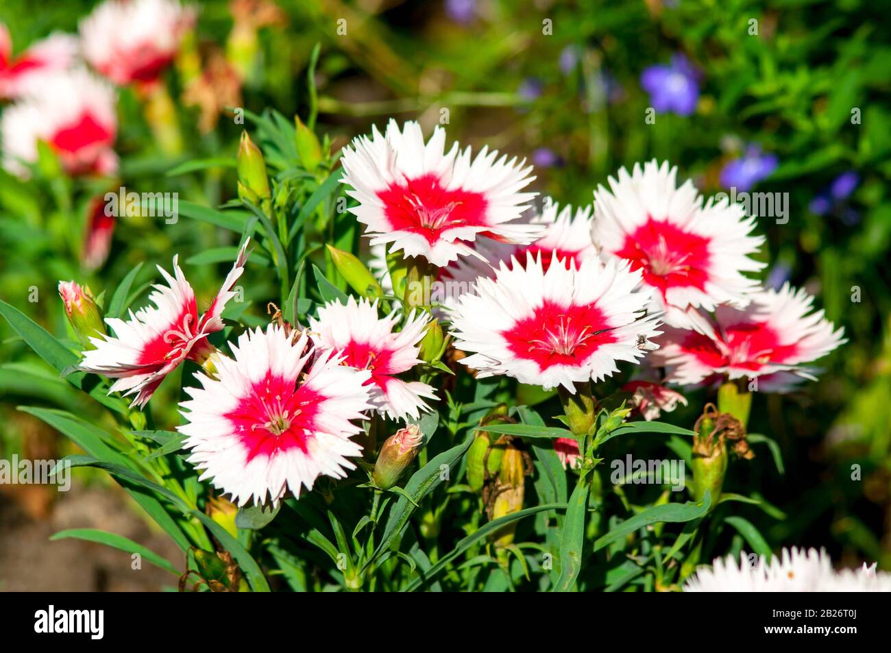 Dianthus Chinensis Flowers. Stock Photo