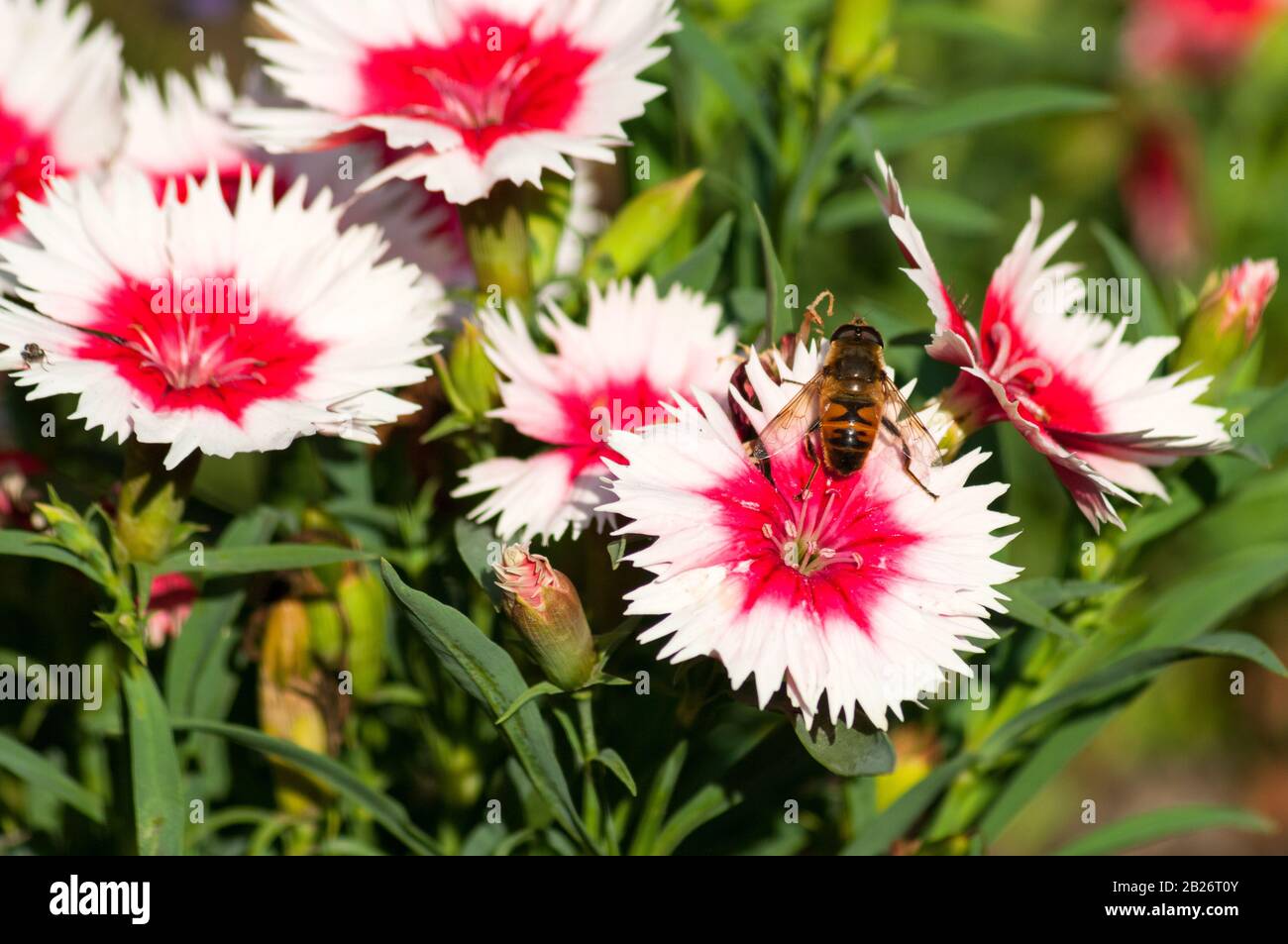 Dianthus Chinensis Flowers. Stock Photo