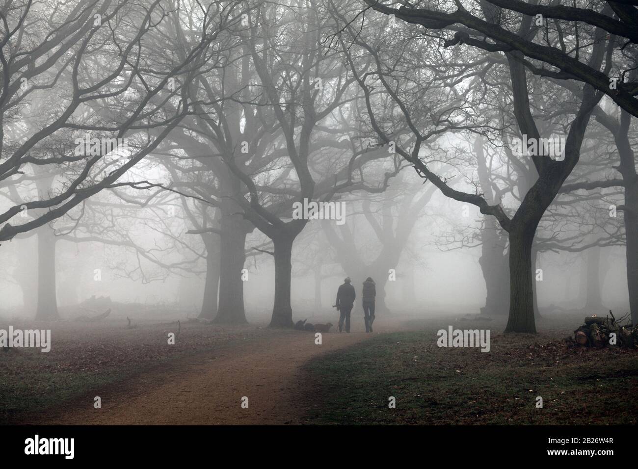 Winter in Richmond Park London. Stock Photo