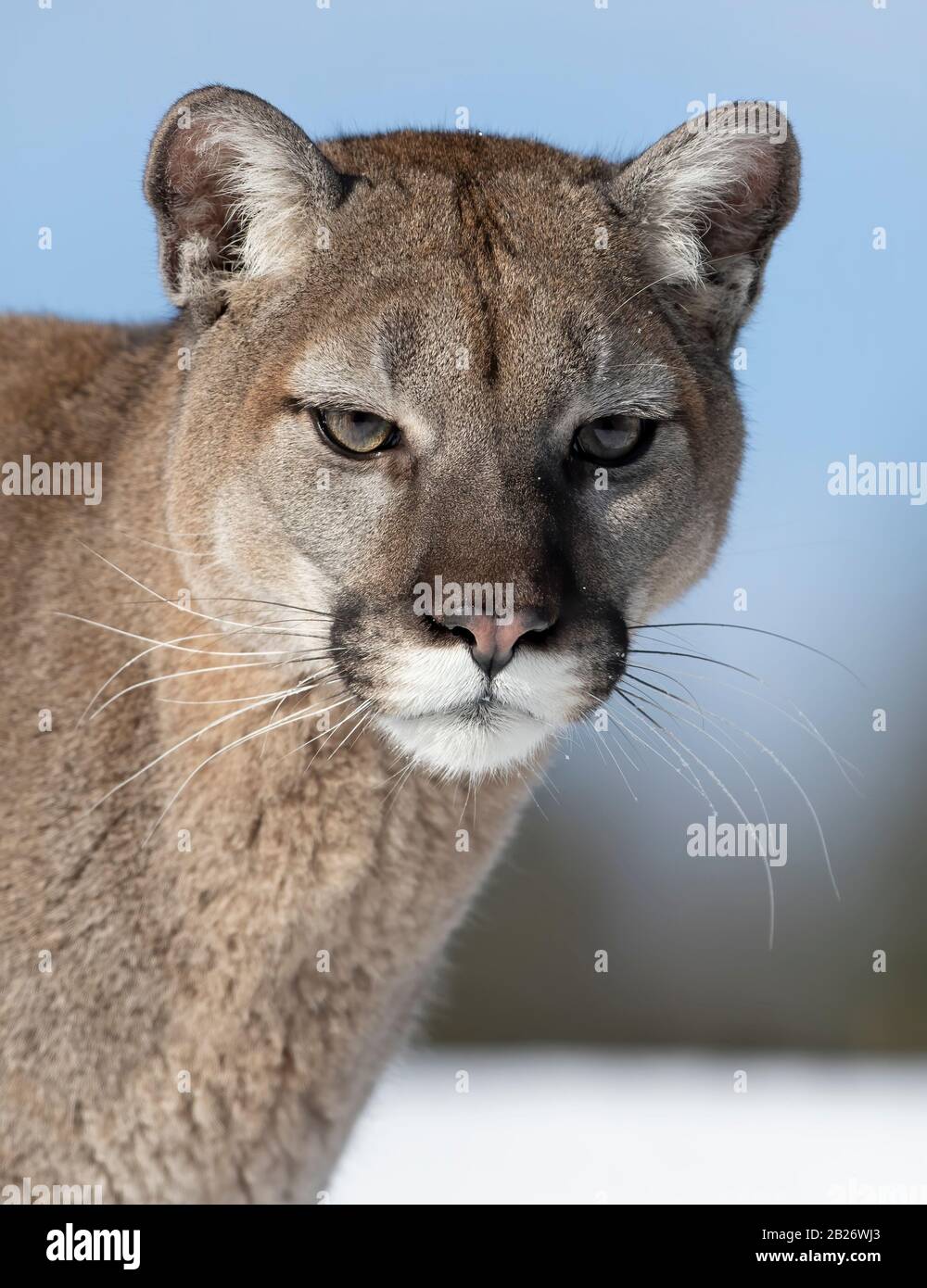 puma en usa