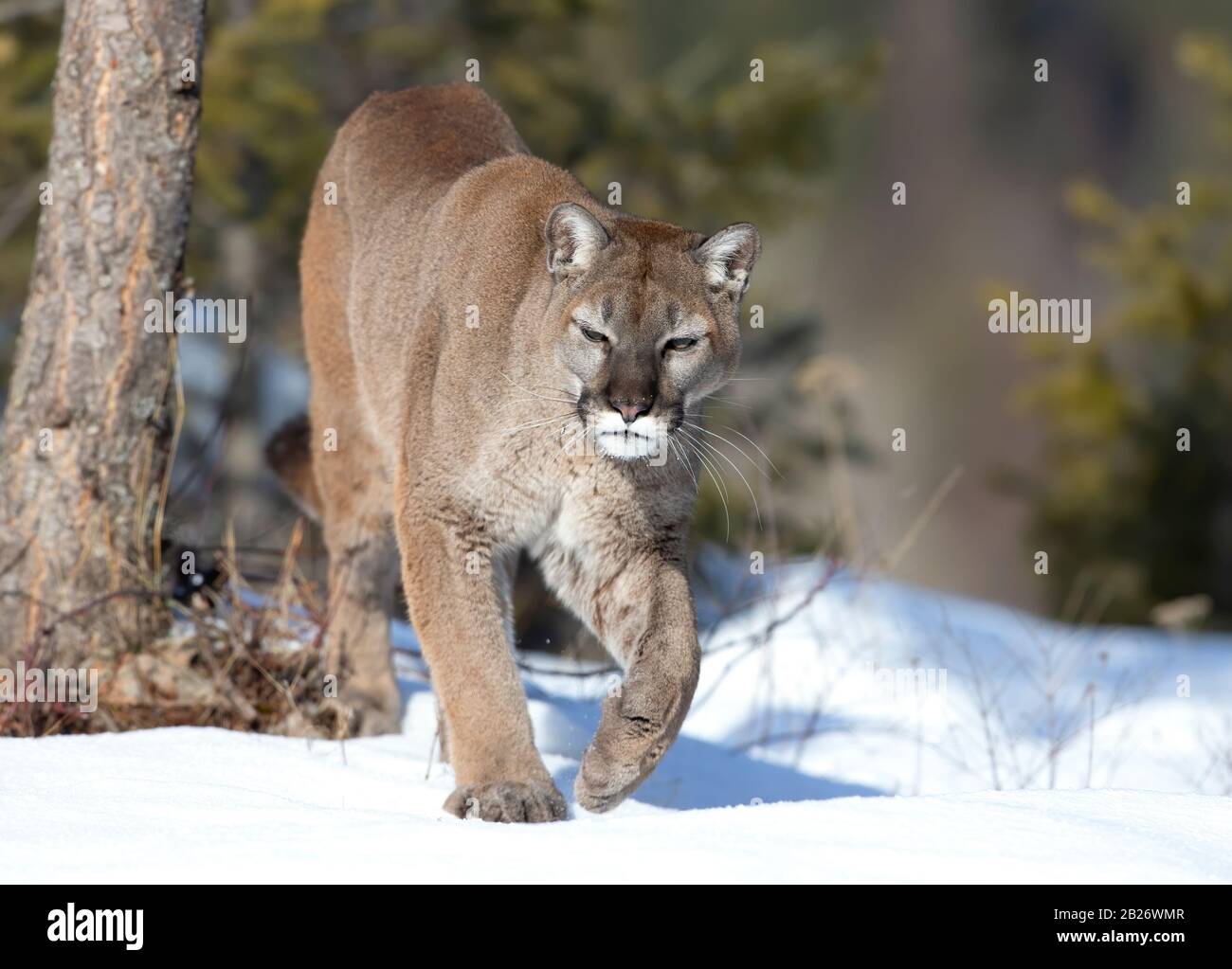 Cougar or Mountain lion (Puma concolor) walking in the winter snow in  Montana, USA Stock Photo - Alamy