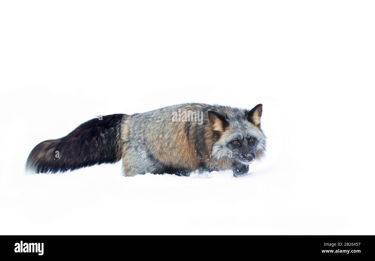 Cross Fox (a partially melanistic colour variant of the red fox) running through the snow in Montana, USA Stock Photo