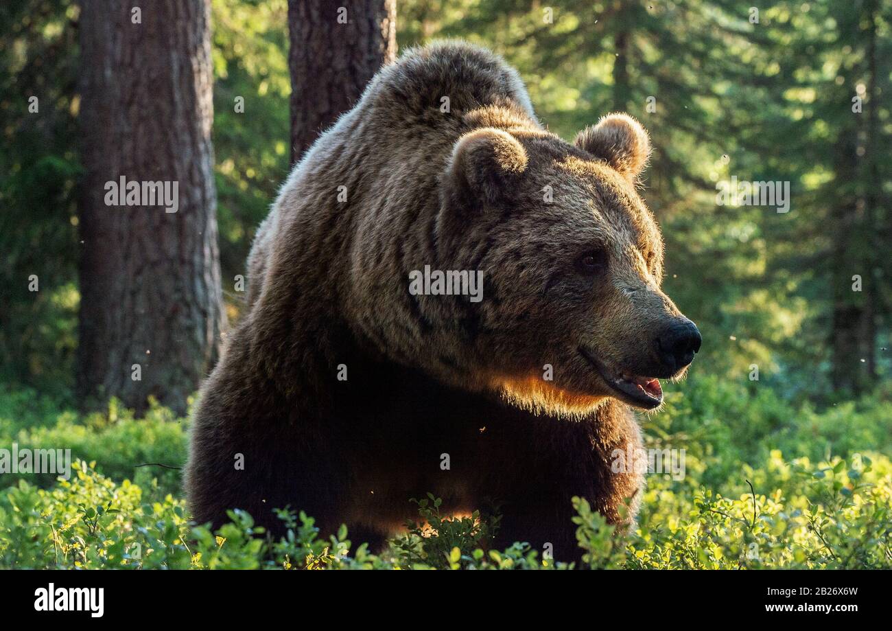 Wild Adult Male of Brown bear in the pine forest. Front view. Scientific name: Ursus arctos. Summer season. Natural habitat. Stock Photo