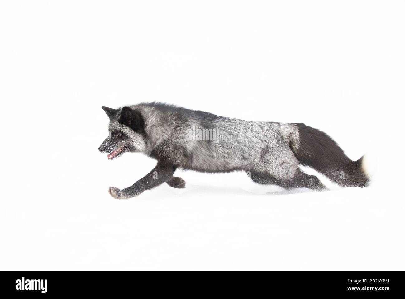 Silver fox (Vulpes vulpes) a melanistic form of the red fox running in the snow in Montana, USA Stock Photo