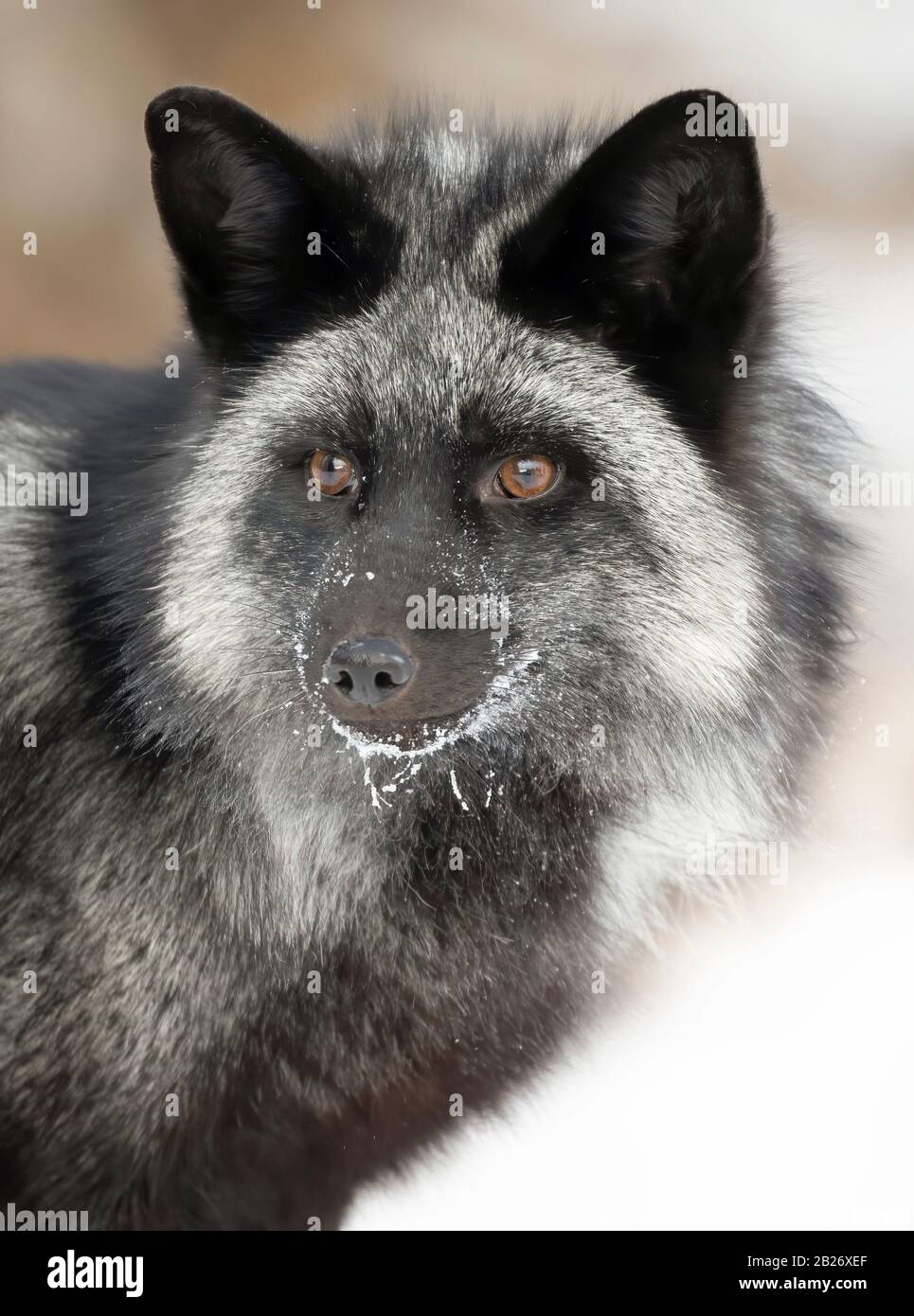 Silver fox (Vulpes vulpes) portrait which is a melanistic form of the red fox in the snow in Montana, USA Stock Photo