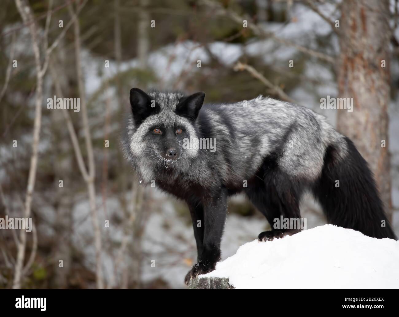 SLY SILVER FOX ENTERS VILLAGE Locals look on in amazement as this silver fox  makes an unannounced visit - the first in this Stock Photo - Alamy