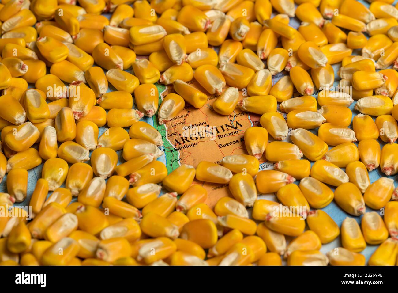 Corn kernels on map of Argentina. Argentinian agriculture imports