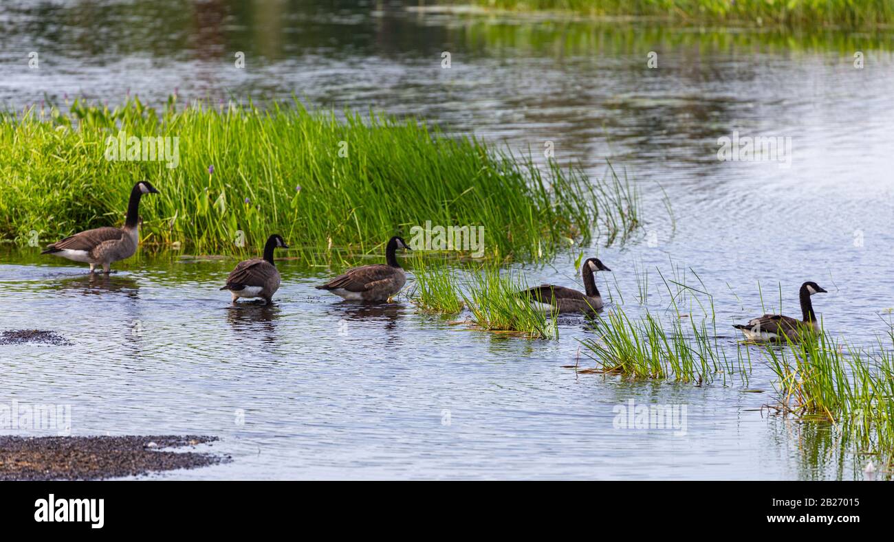 Five Canada Geese in a row,  filing into the water for a swim. Stock Photo