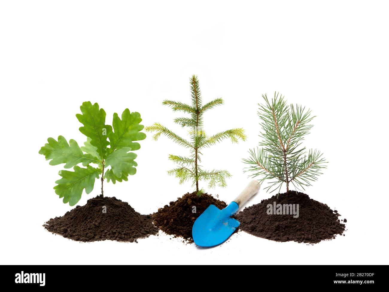 Reforestation background. Different small trees oak, spruce and pine tree in a pile of dirt with small gardening shovel, isolated on white background. Stock Photo
