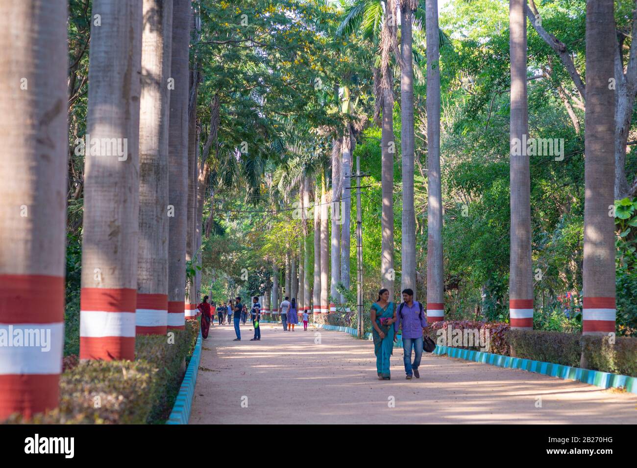 Mysore, India - March 11, 2018: A couple strolling on a palm tree alley in a park near Karanji Lake, with other people in the background. Stock Photo