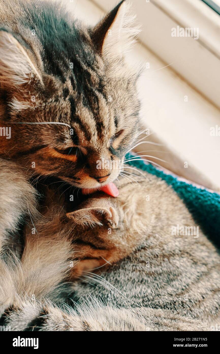 Striped Fluffy Cat Cat Washes Another Kitty In The Crib Stock