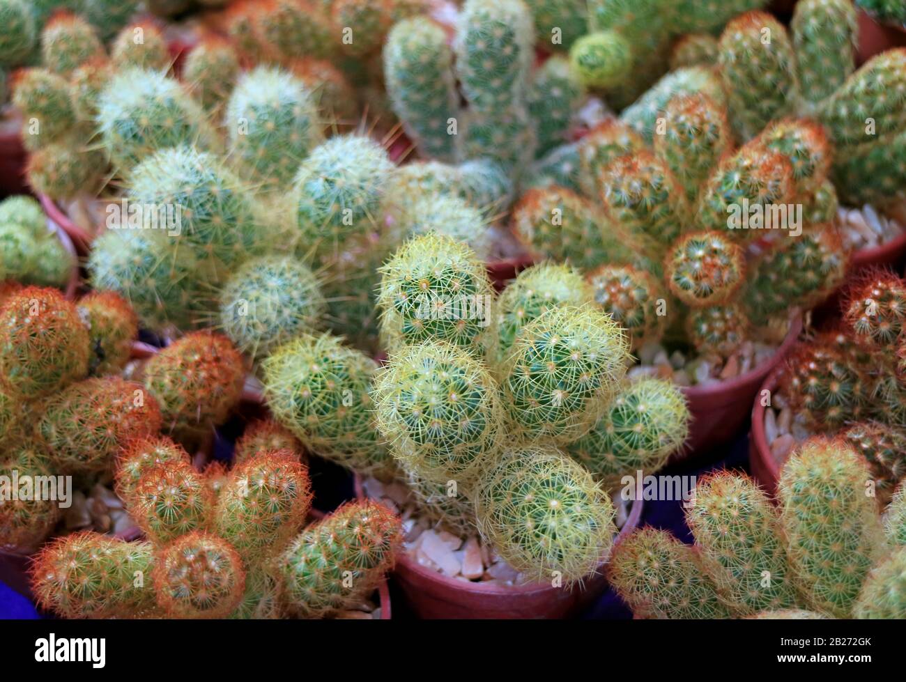 Row of potted Ladyfinger Cactus Succulent Plants For Sale Stock Photo