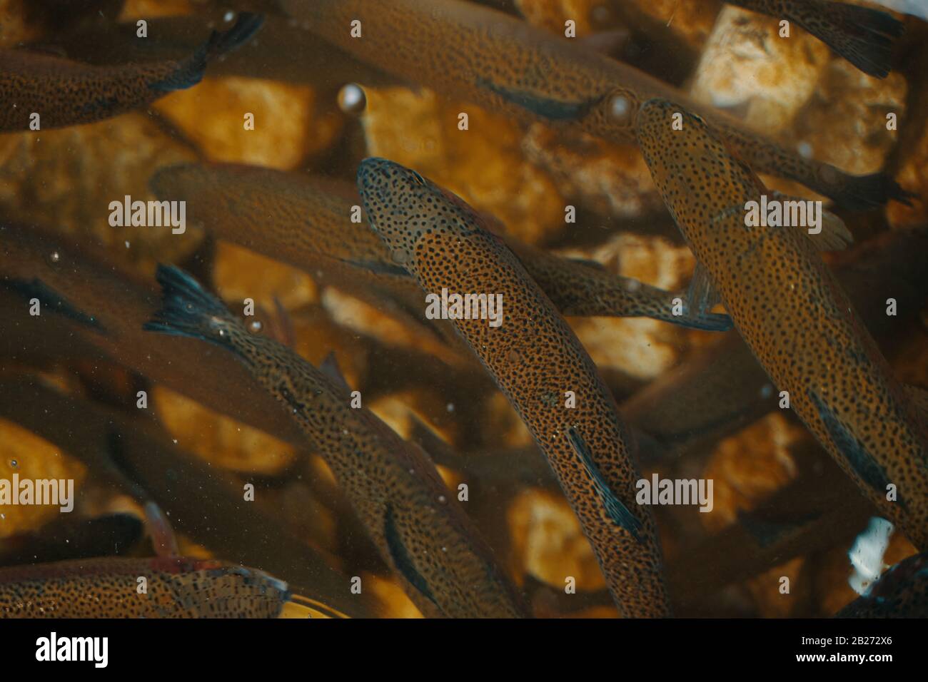 Sell aquarium fish hires stock photography and images Alamy