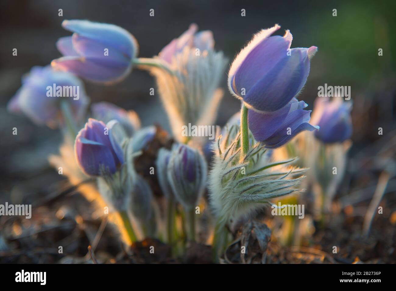 View of Family of pasque-flower is blooming and also in bud. Flowers are ...