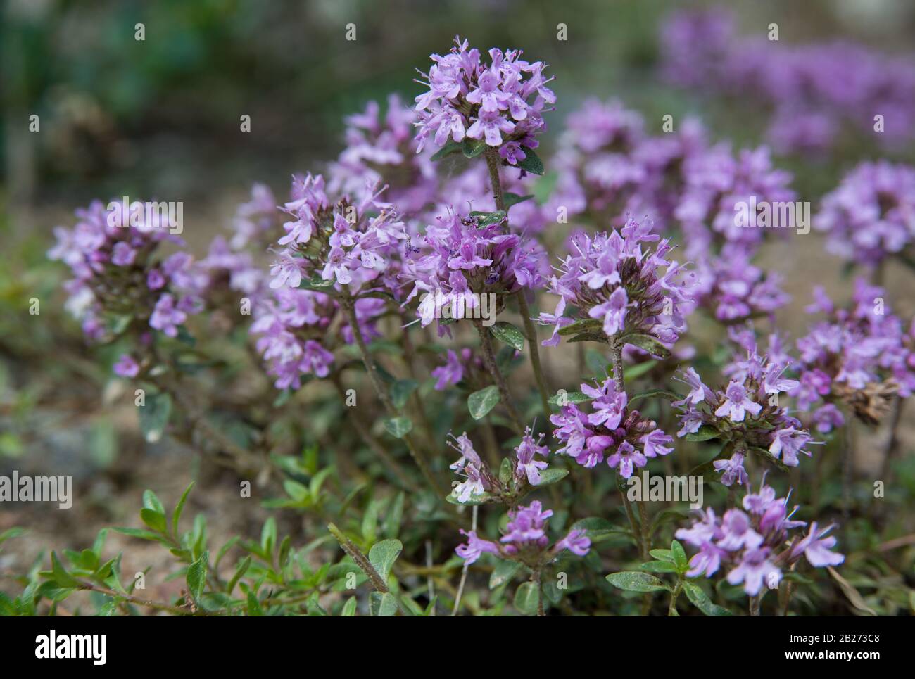 Thyme is culinary and medicinal herbs of the genus Thymus, most commonly Thymus vulgaris. Stock Photo