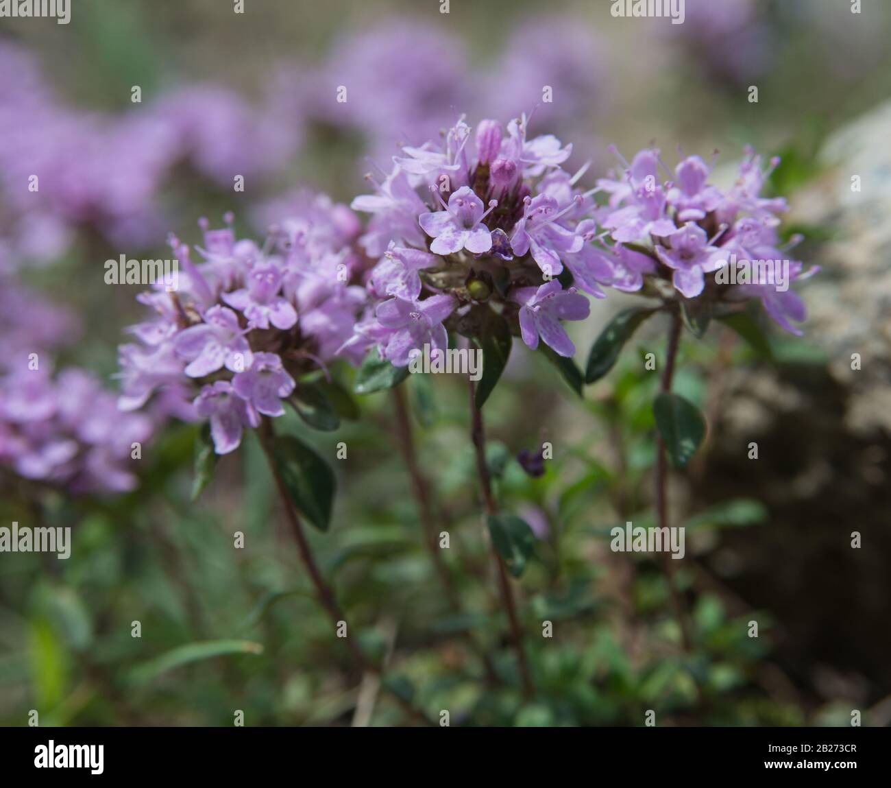 Thyme blossom. Thyme is any of several species of culinary and medicinal herbs of the genus Thymus, most commonly Thymus vulgaris. Stock Photo
