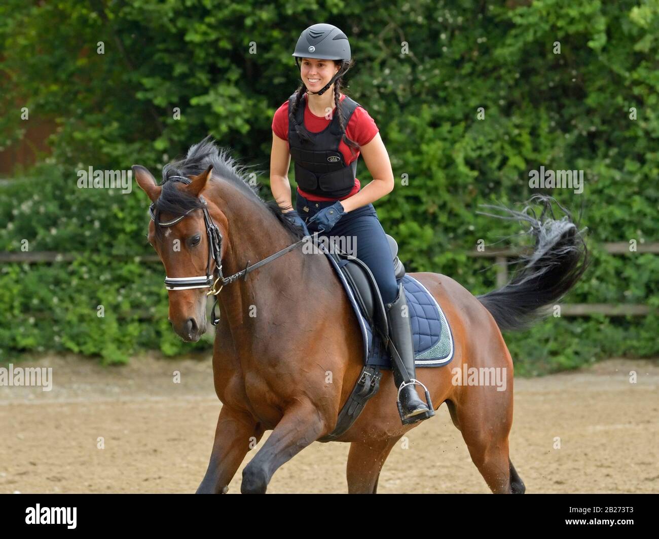 Rider wearing a back protector riding on a hot Hanoverian horse Stock