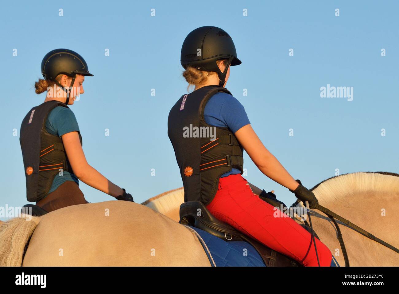 Riders wearing a body protector riding on back of a Norwegian Fjord