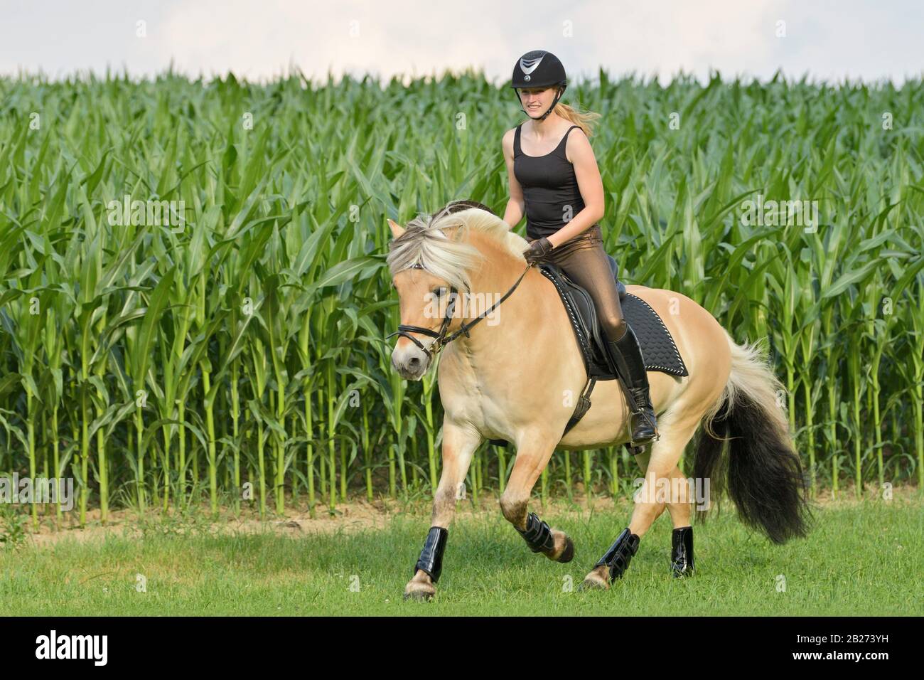 Brushing horse legs hires stock photography and images Alamy