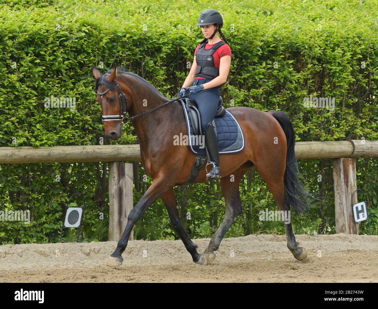 Rider wearing back protector trotting hi-res stock photography and ...