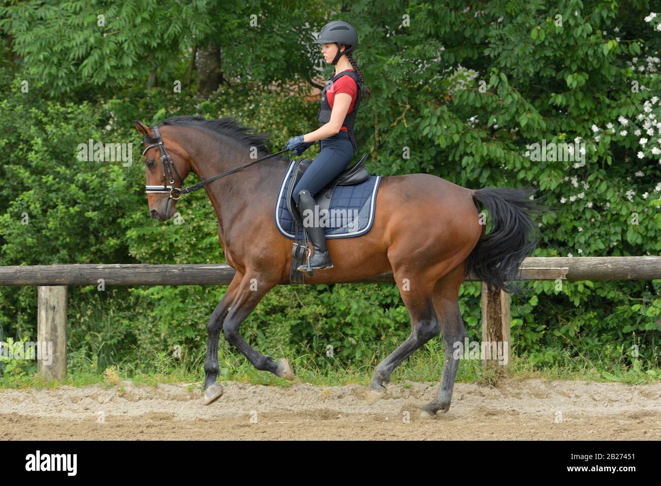 Rider wearing a back protector riding dressage on a Hanoverian horse