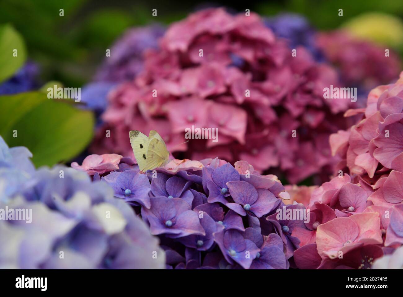 Cabbage White butterfly sitting on purple Hydrangea bloom. Stock Photo