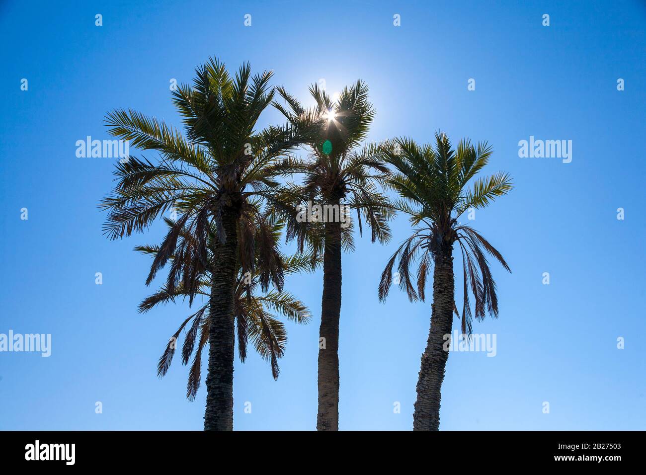 Hot sun through Palm trees. Stock Photo