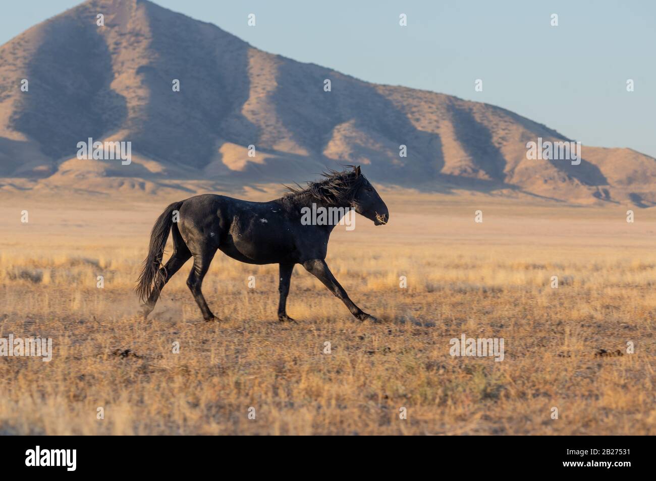 Wild Horse in the Utah Desert in Fall Stock Photo