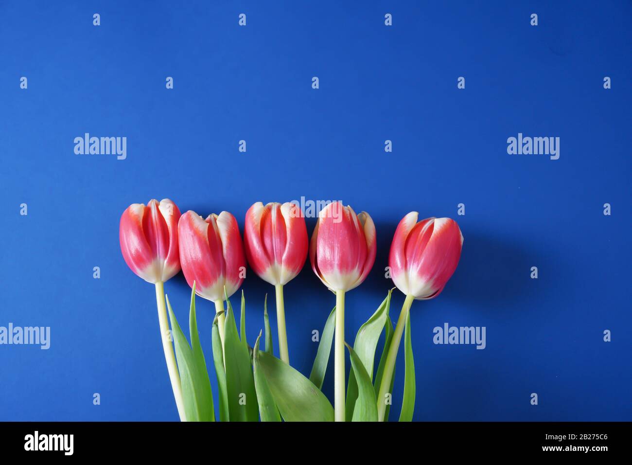 Five pink tulips with green stems and leaves on a Pantone classic blue background with copy space; landscape view Stock Photo