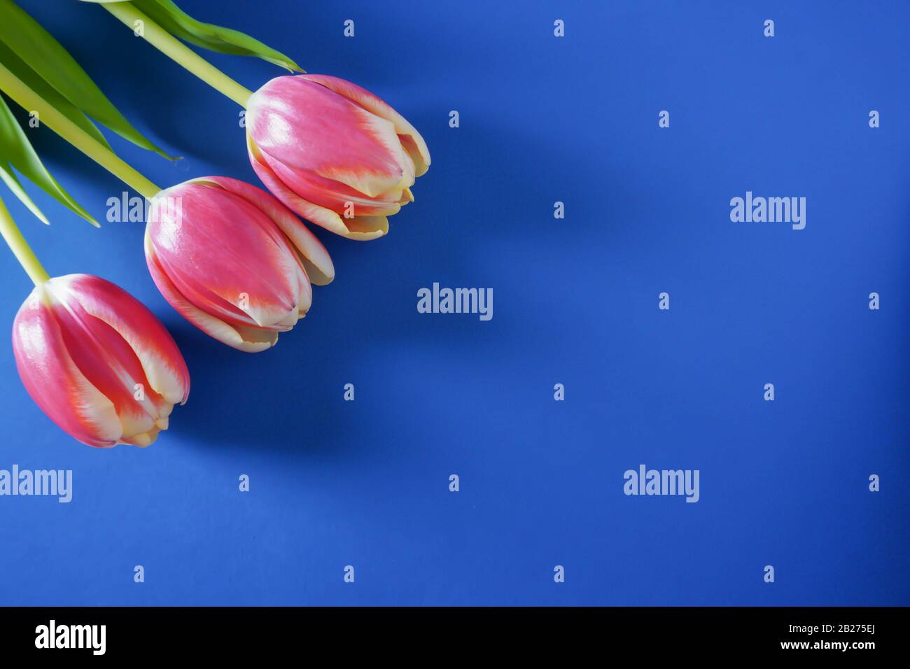 Close-up of three bright pink tulips on a Pantone classic blue background with copy space; landscape view Stock Photo