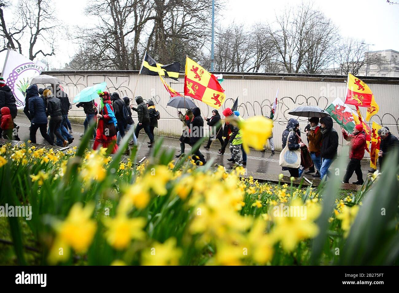 People march past daffodils during the St David's day parade in Cardiff, where hundreds of people march through the city in celebration of the patron saint of Wales, Dewi Sant (Saint David in English), who was the Welsh bishop of Mynyw (now St Davids) during the 6th century. Stock Photo